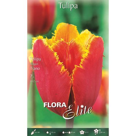 TULIPANO FRINGED TIANO (CONFEZIONE DA 7 BULBI)
