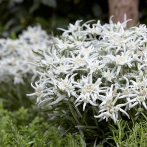 Edelweiss des Alpes Blossom of Snow 'Berghman'/Lot de 5 godets