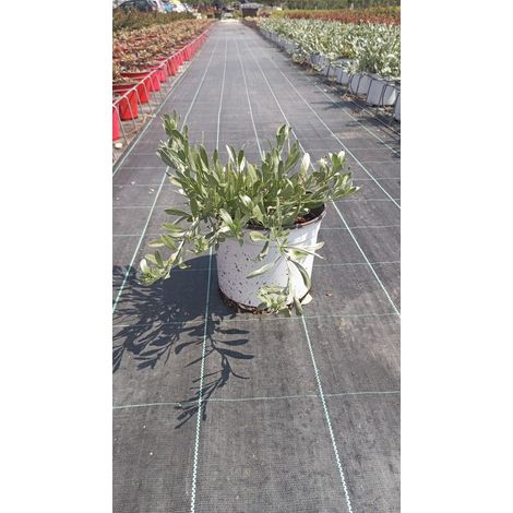 Liseron Argenté Convolvulus Cneorum Pot 18 cm Arbuste Persistant Nain (1/2)