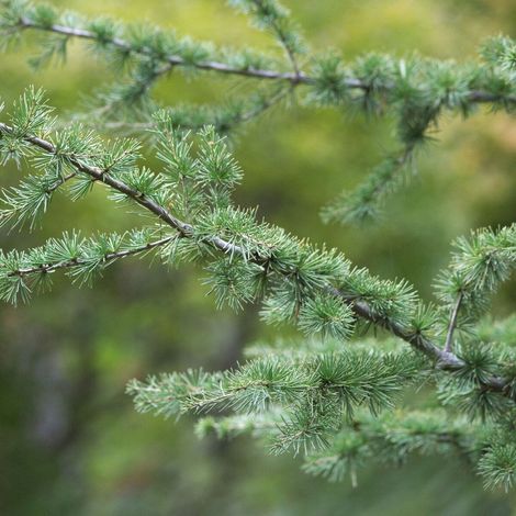 Cèdre du Liban, Cedrus libani/Pot de 20L - 175/200