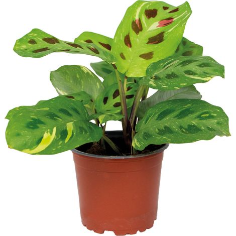 Bloomique - Maranta Variegata - Plante priante - Plante suspendue - Dépolluante - Sans danger pour les animaux - Hauteur 10-20 cm - Pot 12 cm