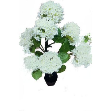 Pianta ornamentale di Ortensia in vaso 150 cm colore bianco