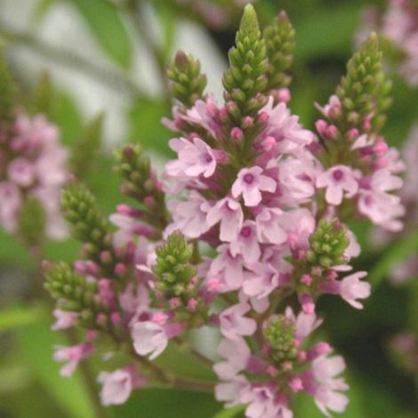 Verveine hastée Pink Spires/Godet (1/5)