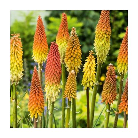 KNIPHOFIA UVARIA GRANDIFLORA - 3 GODETS