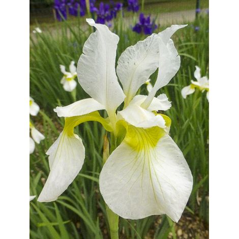 Iris de Sibérie 'Snow Crest' Godet de 8/9 cm