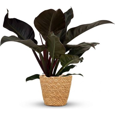 Plante d'intérieur Philodendron Imperial Red avec Panier - Rouge et Vert - 60 cm - Pot 19 cm - PANGIVO (1/5)