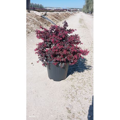 LOROPETALUM CHINENSE CESP.30 BLACK PEARL