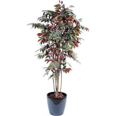 Capensia factice Tronc bois Feuillage rouge-Vert H170cm D90cm en pot