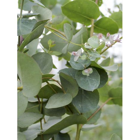 Gommier alpin, Eucalyptus d'Archer Pot de 4L/5L (1/2)