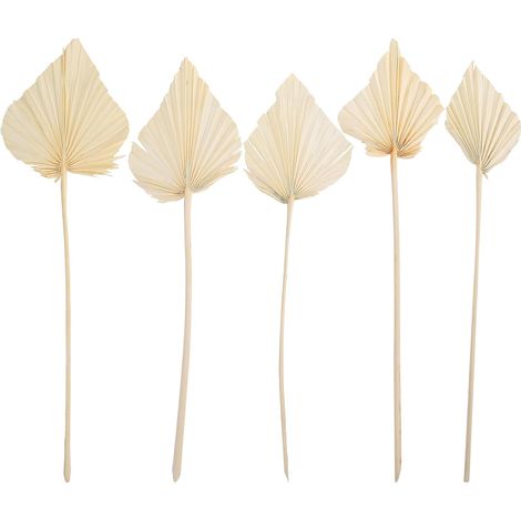 Lot de 5 Feuilles de Palmier Séchées Naturelles Décoratives en Éventail, Légères et Faciles à Décorer, pour Décoration Intérieure Chic et Ambiance Bohème (1/5)