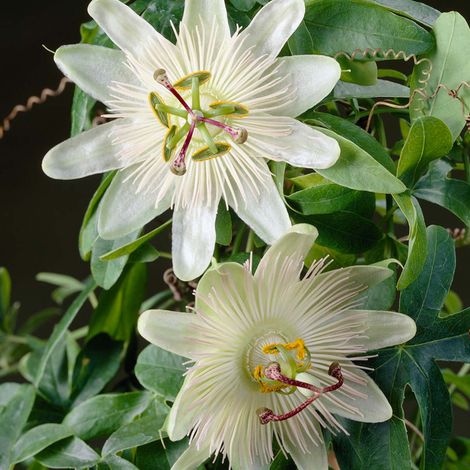 Bloomique - Passiflora 'Constance Elliott' - Fleur de la passion - Blanche - Plantes grimpantes - Plantes de jardin - Rustiques - 50-70 cm de haut - Pot 15 cm
