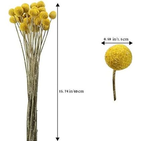 GROOFOO Bouquet de 40 tiges de craspedias séchées naturelles, idéal pour Noël, les mariages et la décoration florale hivernale de la maison.