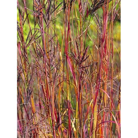 Baron 'Purple Konza' Godet de 8/9 cm (1/2)