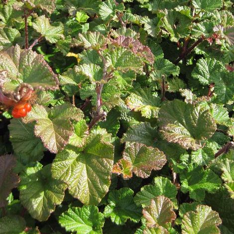 4 x Ronce - Rubus 'Betty Ashburner' - godet 9x9 cm (1/4)
