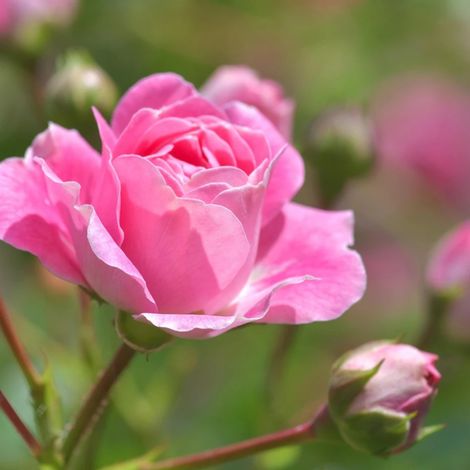 Rosier arbustif Centenaire de Lourdes® Rose 'Delge'/Pot de 10 L - 1/2 tige