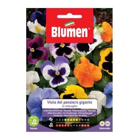 SEMI VIOLA DEL PENSIERO GIGANTE BLUMEN