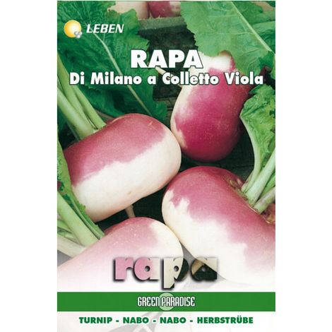 Graines de Navet de Milan Collet Violet Leben