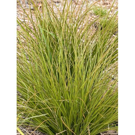 Laîche orange 'Lime Shine' Godet de 8/9 cm (1/2)