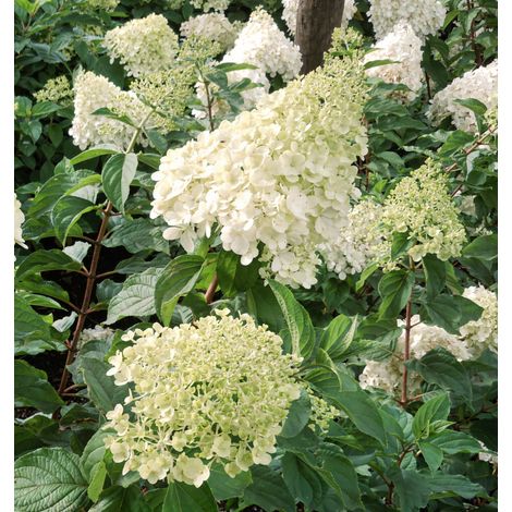 Gardenaria Ortensia - Hydrangea Paniculata 'Polar Bear' - Pianta acidofila ornamentale da esterno - Altezza: 40/50 cm (vaso19) (1/2)