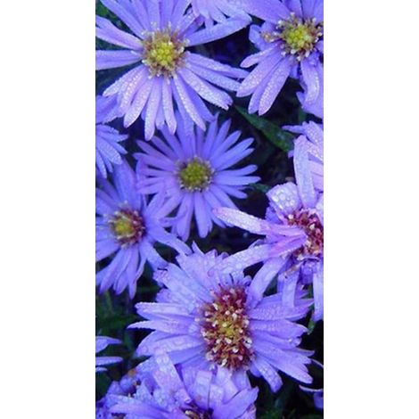6x Aster - Aster dum. 'Lady / Blue' Pot de 9x9 cm
