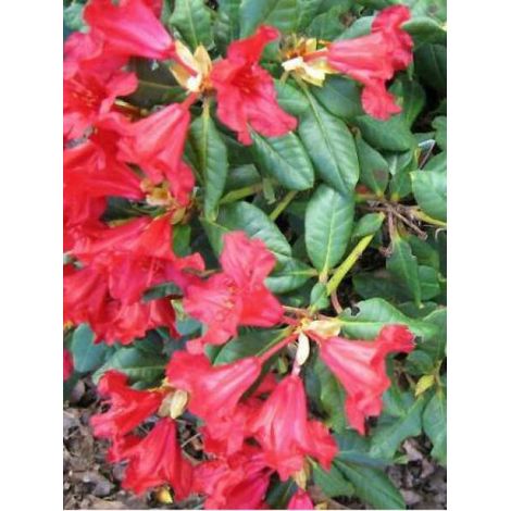 Rhododendron 'Baden-Baden' Pot de 2L/3L (1/2)