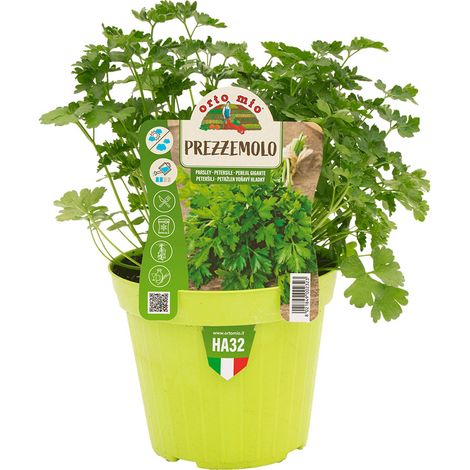 PREZZEMOLO IN VASO 14CM (1/2)