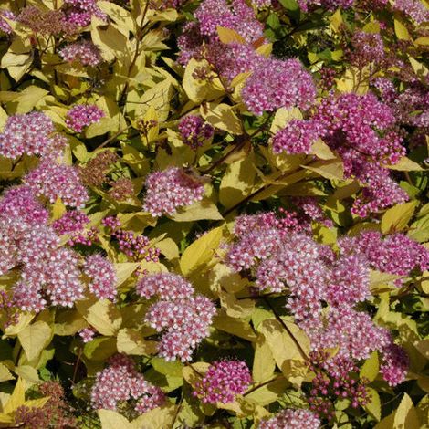 Spirée Japonaise 'Golden Princess' - 25-30 cm pot