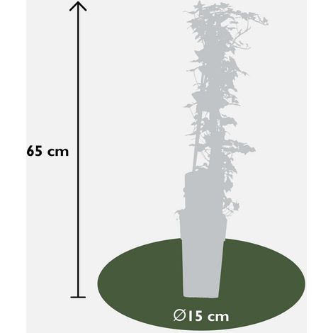 Lierre Grimpant Hedera helix Persistant pour Mur et Clôture H 65 cm Pot 15 cm Lot de 4 - PANGIVO (1/2)