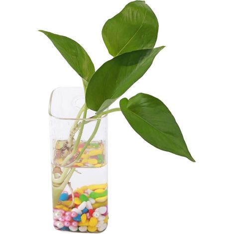 Vase suspendu en verre Marhynchus, support mural pour plantes, récipient hydroponique transparent (1/5)