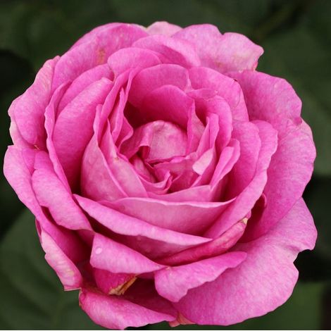 2 x Rosa  - Kordes Parfuma® rosier - Rosa 'Carmen Wurth'®