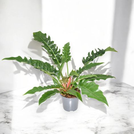Gardenaria Philodendron 'Narrow Escape' - Pianta da interno ornamentale - Altezza: 45 cm (vaso 14) (1/4)