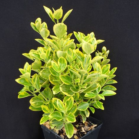 Fusain du Japon Aureomarginatus, Euonymus/Pot de 7,5L - 40/60 cm