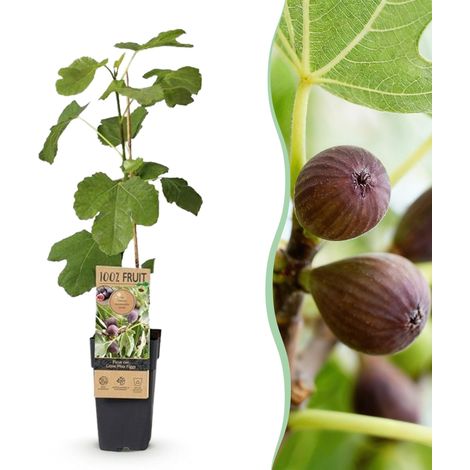 Figuier Ficus carica Little Miss Figgy Lot de 2 Plantes Fruitières Rustiques Pot 15cm H50cm - PANGIVO (1/5)