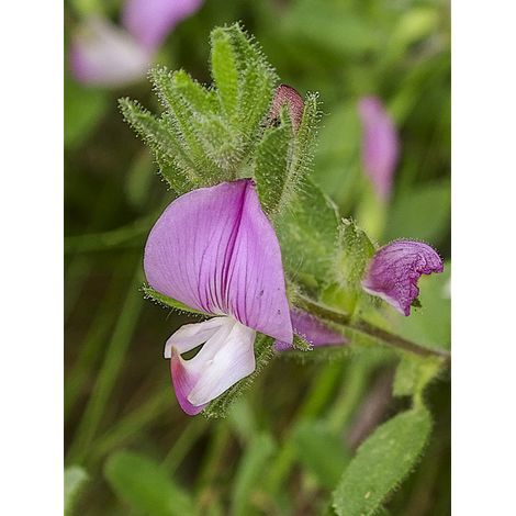 Bugrane épineuse Godet de 8/9 cm