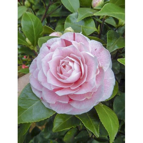 Camélia du Japon 'Bonomiana' Pot de 3L/4L (1/2)