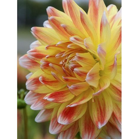 Dahlia Gpe Géant décoratif 'Peaches and Cream' Bulbe calibre I