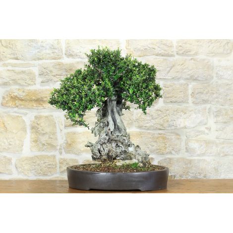 Bonsai di Olivastro (299) (1/5)