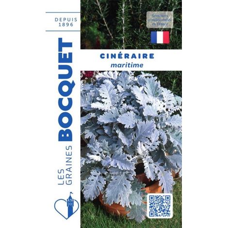 Cinéraire maritime - 0,5g