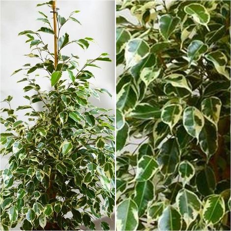 Planta Natural Ficus Benjamina Twilight. 120 Cm