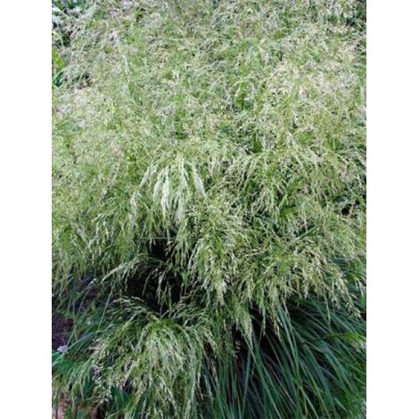 Canche cespiteuse 'Tardiflora' Godet de 8/9 cm