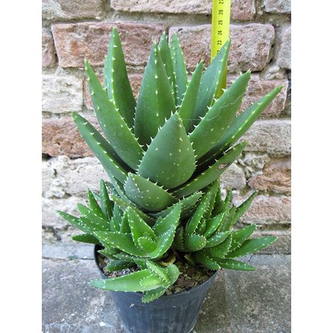 Aloe mitriformis caespitosa 25 cm, cactus, pianta grassa