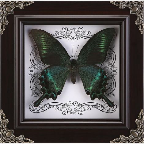 Marco de mariposa hecho a mano, colección de mariposas preservadas bajo cristal, marco de mariposa preservada de estilo gótico (mariposa real con bandas verdes) (1/5)