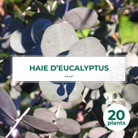 20 Eucalyptus (Eucalyptus Gunnii) - Haie de Eucalyptus (1/2)
