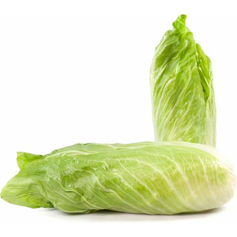Semi di cicoria "pan di zucchero" piante per orto e giardino coltivazione domestica e professionale