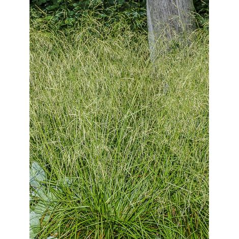 Canche 'Palava' Godet de 8/9 cm (1/2)