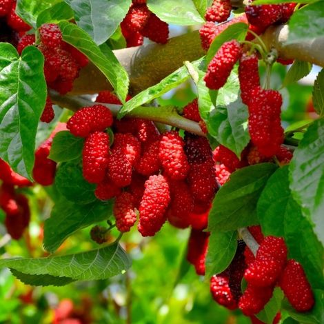 PIANTA DA FRUTTO GELSO ROSSO in vaso 20 età 2/3 anni (foto reali)