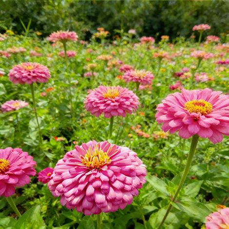 5000 Zinnia Seeds – Jardins Faciles à Cultiver, Non Traitée, Couleurs Éclatantes – Rose (1/5)
