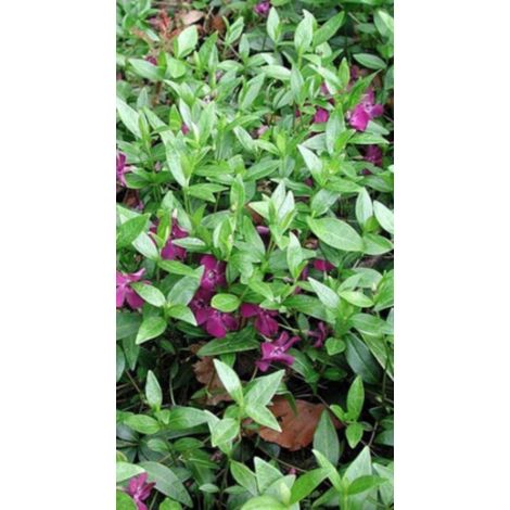 6 x Vinca minor 'Atropurpurea' - PETIT PERIODPIAM - pot 9 x 9 cm