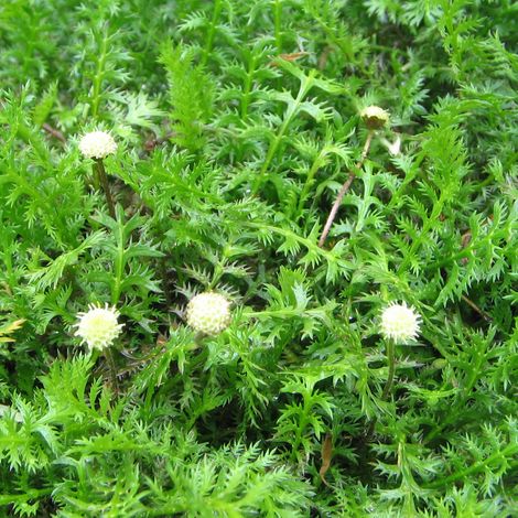 4 x Cotule à bractées - Leptinella squalida  - godet 9x9 cm (1/4)