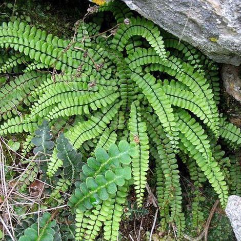 4 x Fausse capillaire - Asplenium trichomanes  - godet 9x9 cm (1/4)